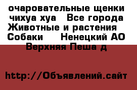 очаровательные щенки чихуа-хуа - Все города Животные и растения » Собаки   . Ненецкий АО,Верхняя Пеша д.